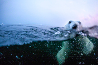 Illustration for article titled The best nature photo of the year is this badass polar bear